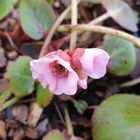 Bergenia  'Harzkristall'